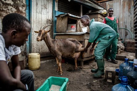 Uduny milks a goat