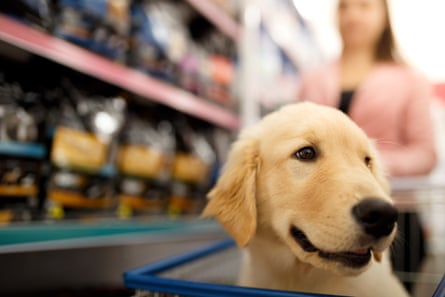Golden labrador in a shopping cart