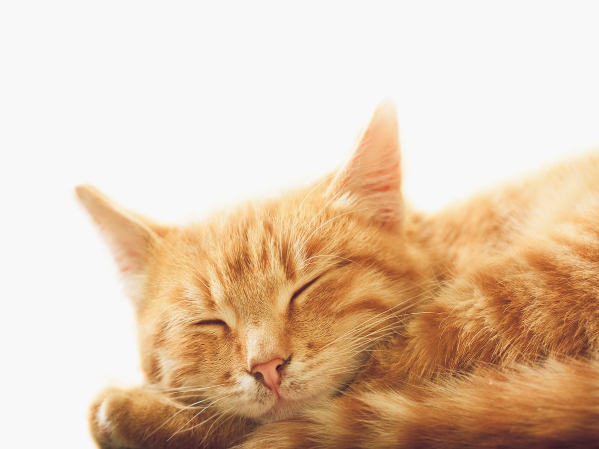Does My Cat Purr When It S Alone In The House Cats The Guardian