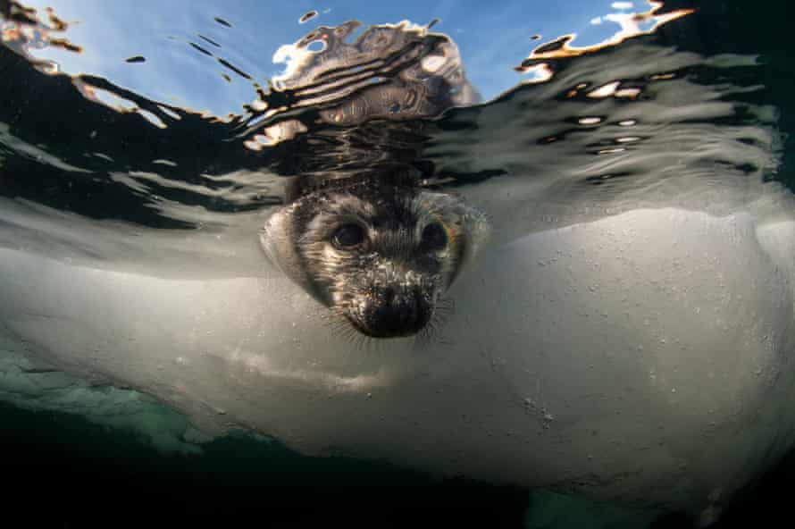 Seals could swim for days looking for an ice floe big enough to give birth to, says Mario Cyr.