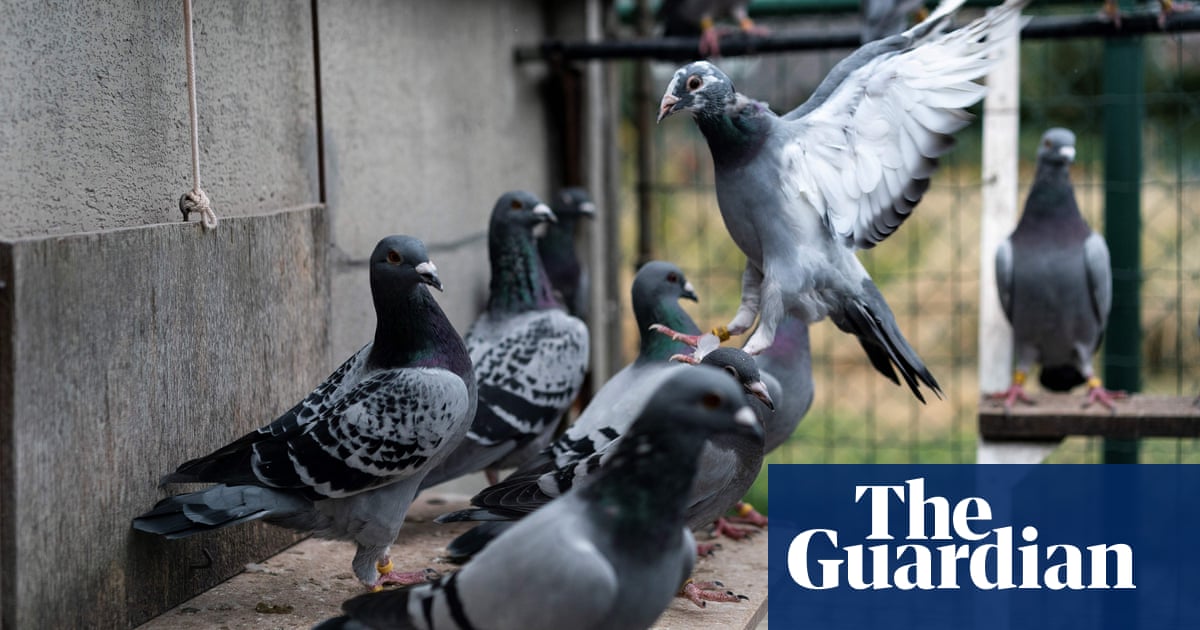 Thousands of racing pigeons go missing in French storm