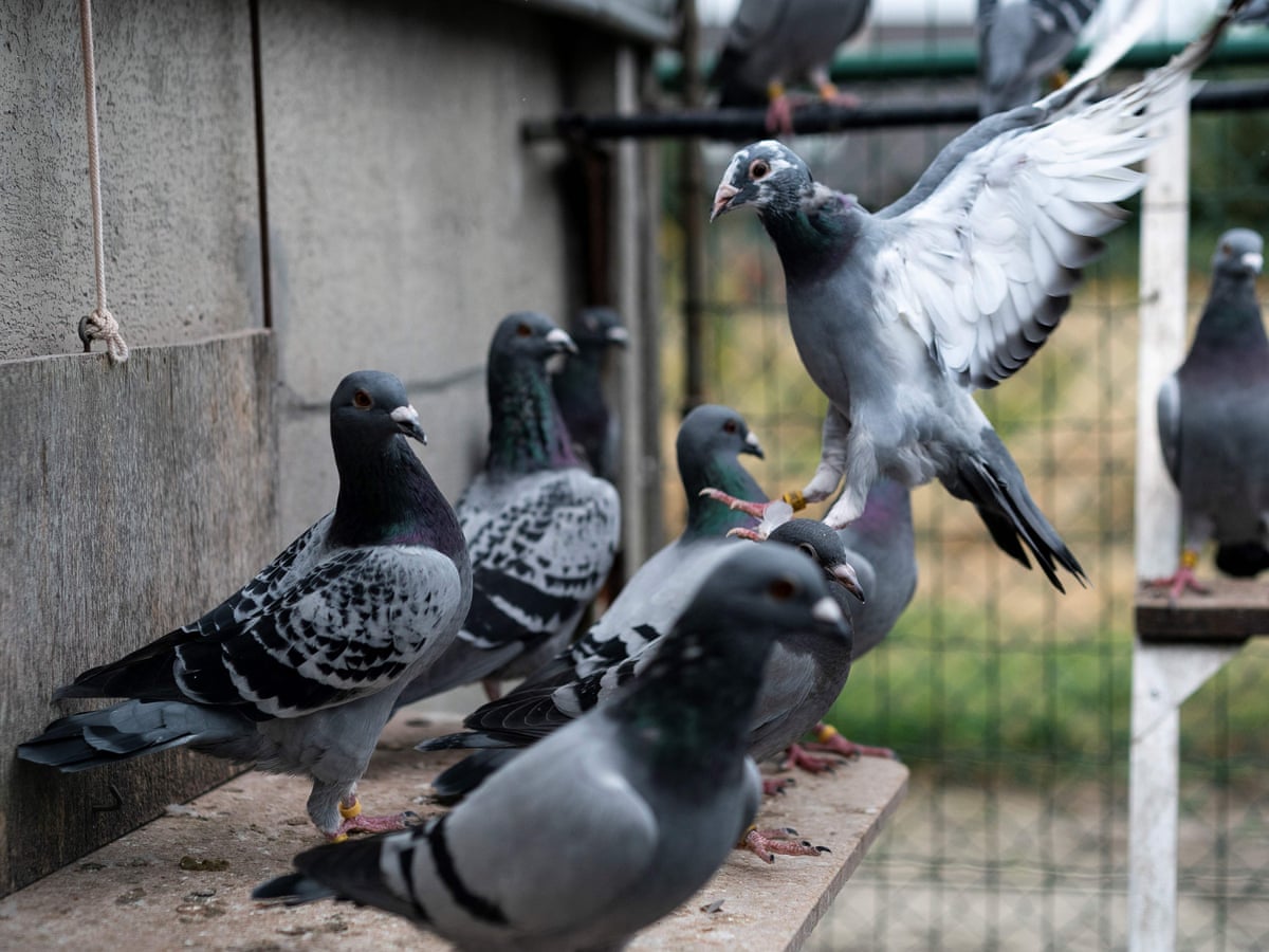 Pigeon Racing Pigeon Racing