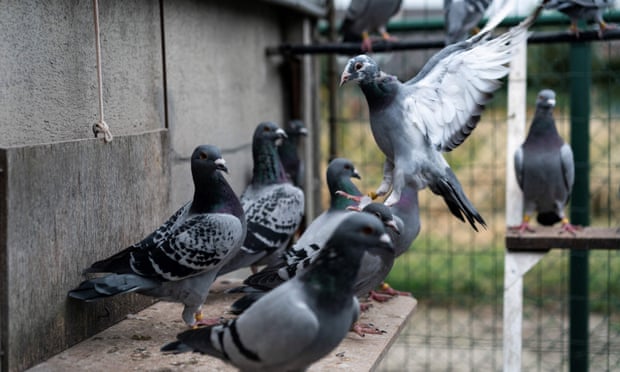 Racing pigeons take a break at the Verschoot pigeons loft in Ingelmunster, Belgium