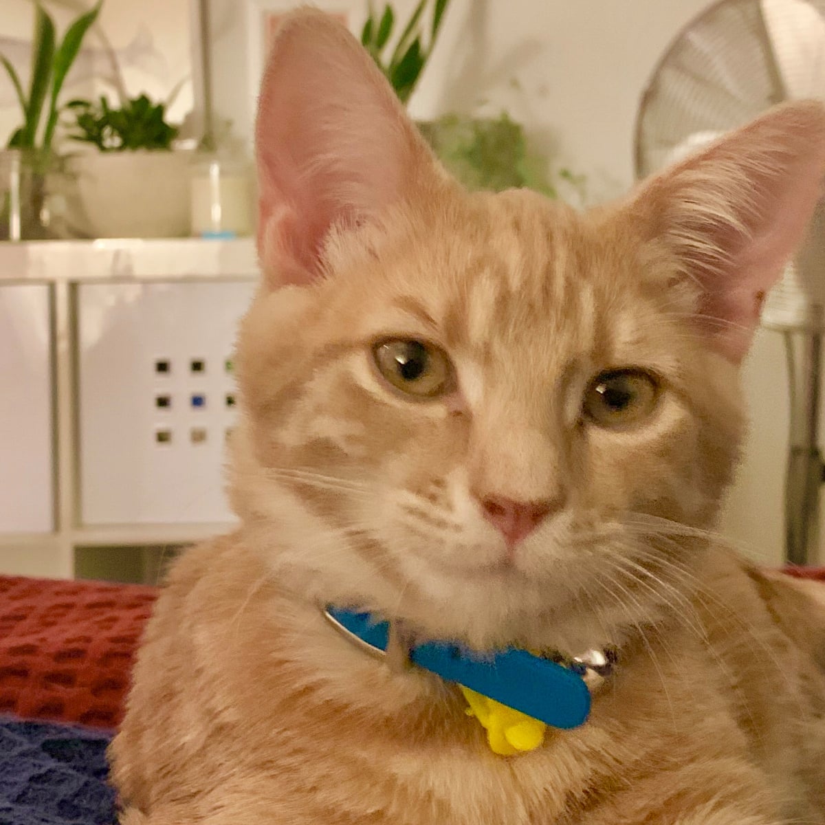 Study Reports On Two Cats That Caught Covid 19