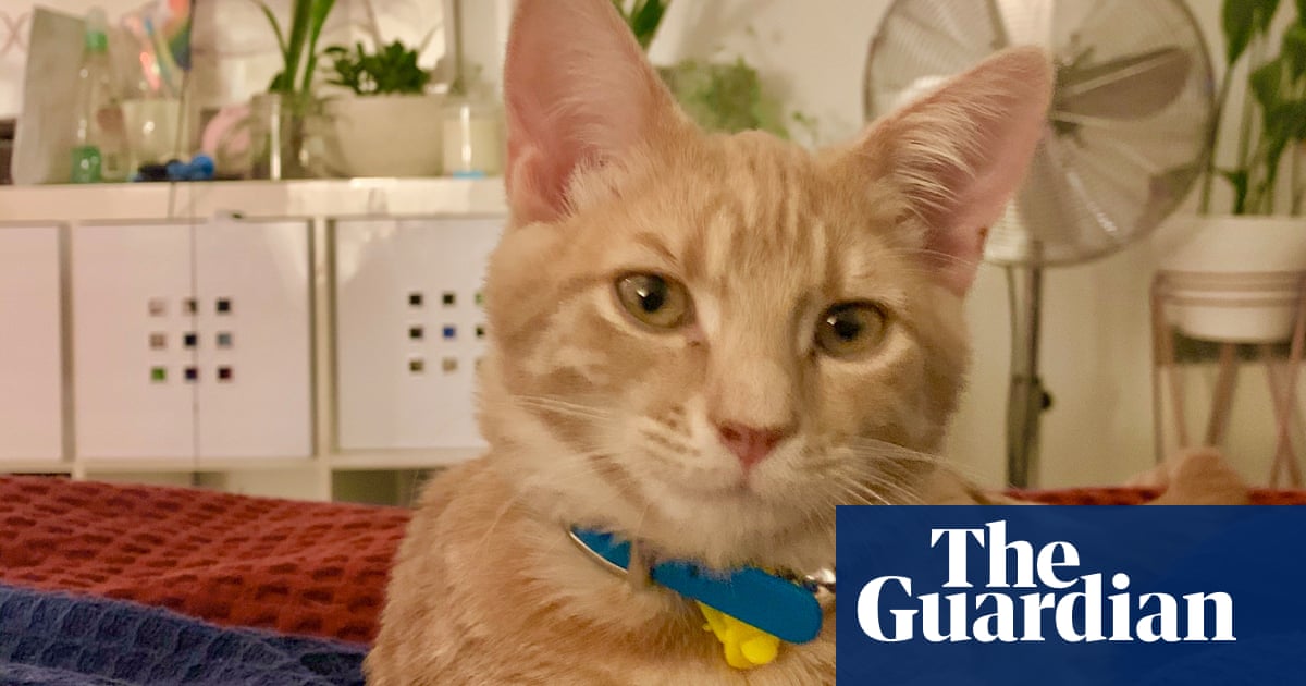 Quarantine Companions If You Can Give A Pet A Home Whilst Self