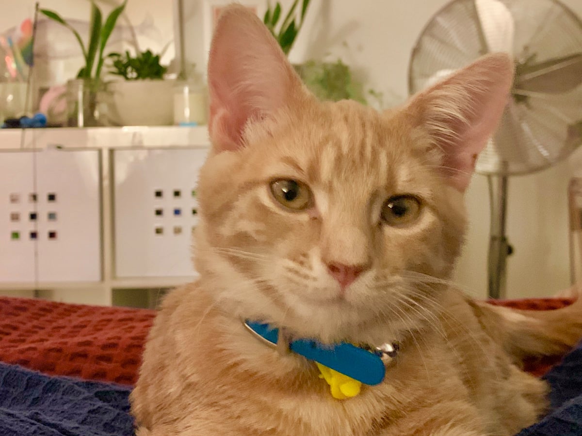 Does Petting Really Stress Out Your Cat