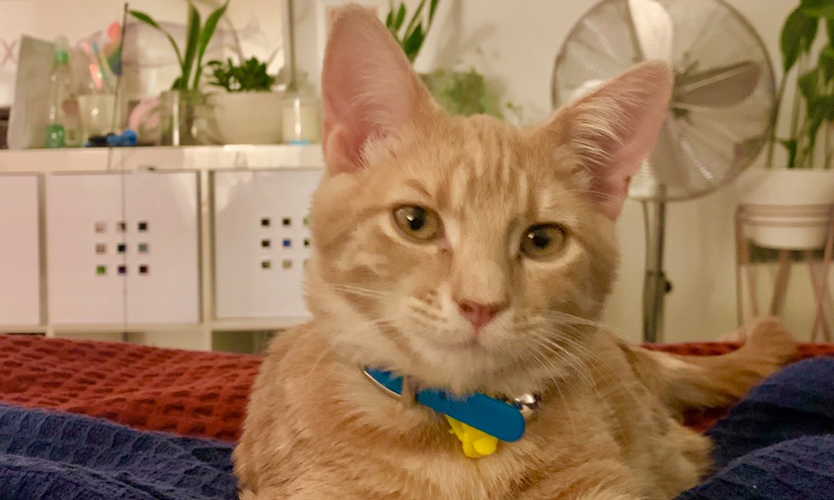 Why Cats Lick Plastic And Other Odd Behaviors Explained