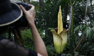 The corpse flower at the New York botanical garden