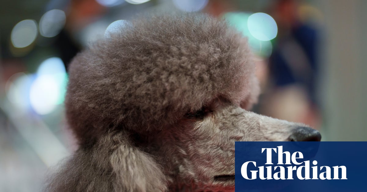 TV tonight: Crufts with Claudia Winkleman and Clare Balding