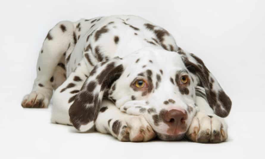 Dalmaton pupDalmation Pup, Brown Spots
