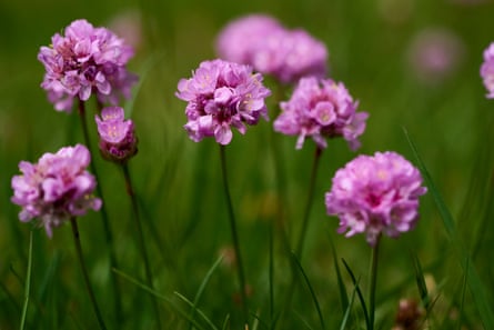 Pink pompom-like flowers amid grass