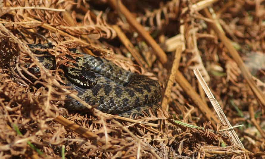 A female adder emerging from hibernation to sun on 22 February, near Banchory in Aberdeenshire.