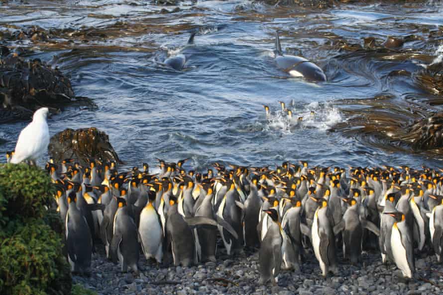 Killer whales, here entering a bay of King Penguins on sub-Antarctic Marion Island, live in a matriarchal social group.