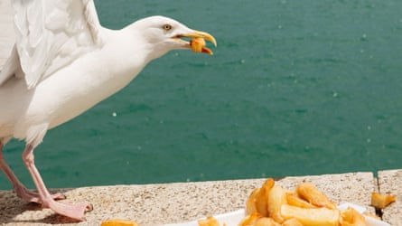 A gull eating a chip from a tray left on a sea wall