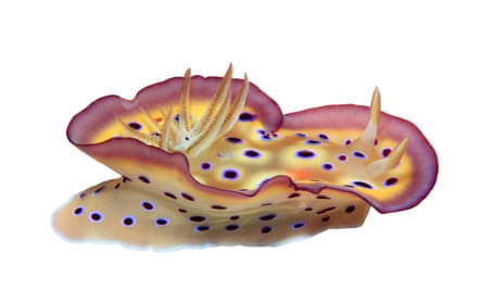 A nudibranch sea slug, Chromodoris kuniei, from the Solomon Islands