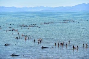 Volunteers help to refloat and guide pilot whales out to deeper water after a mass stranding at Farewell Spit on the coast of New Zealand. Most of the more than 200 whales who became stranded on the weekend were able to refloat themselves. 