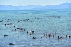 Volunteers help to refloat and guide pilot whales out to deeper water after a mass stranding at Farewell Spit on the coast of New Zealand. Most of the more than 200 whales who became stranded on the weekend were able to refloat themselves.