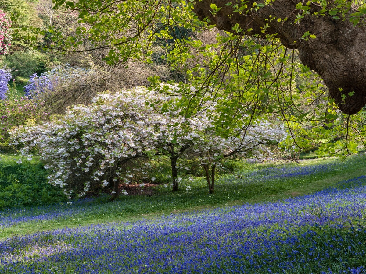 Blossom Watch Day National Trust Urges Uk To Share Blooms Spring The Guardian Spring Bloom Nytimes 2022 Map