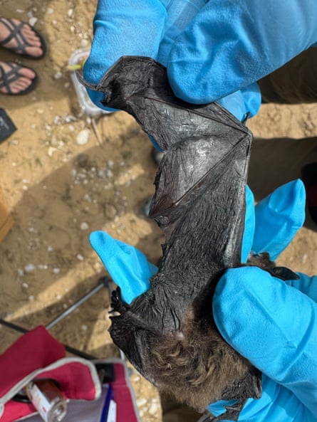 A researcher with blue rubber gloves stretching out a bat’s wing