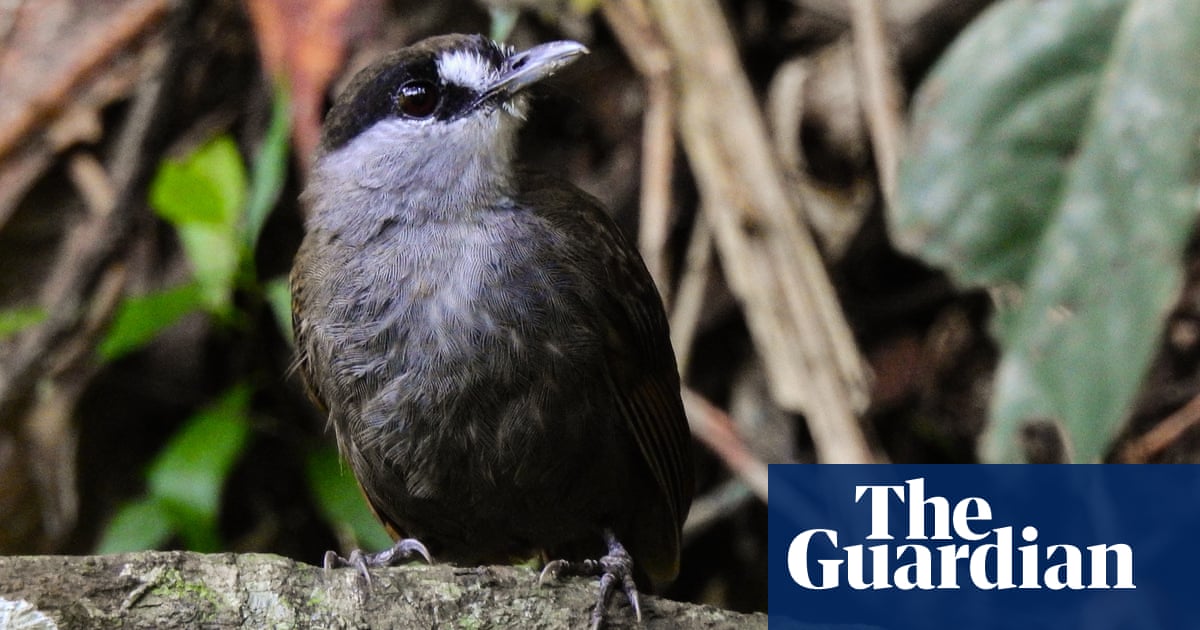 Lost and found: twitchers delight at sweet song of the black-browed babbler
