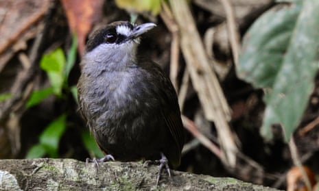 A black-browed babbler bird
