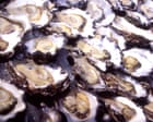 Now you seafood, now you don’t: $350k worth of oysters vanish without a trace in NSW