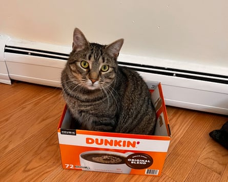 Wasil – A tabby cat sitting in a Dunkin’ box.