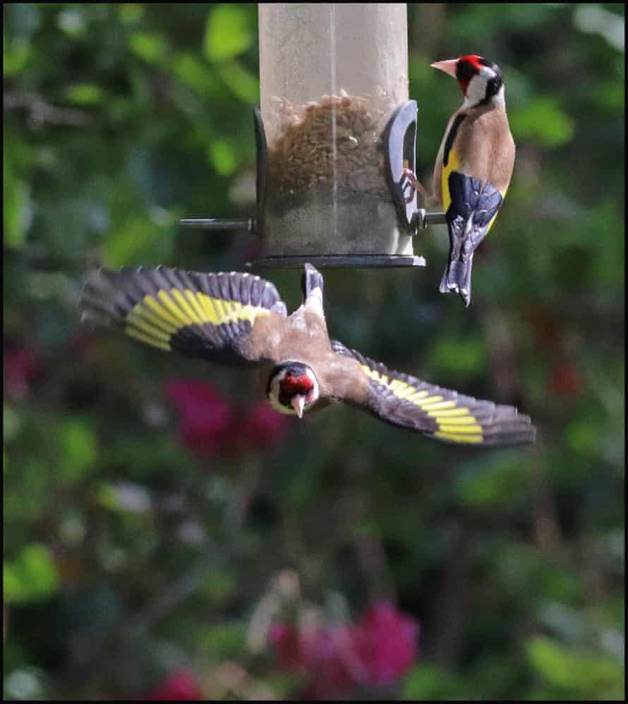 Goldfinches feeding and flying