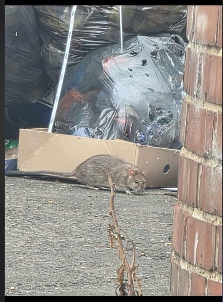 A rat