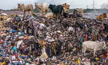 pile of clothes thrown away and cows