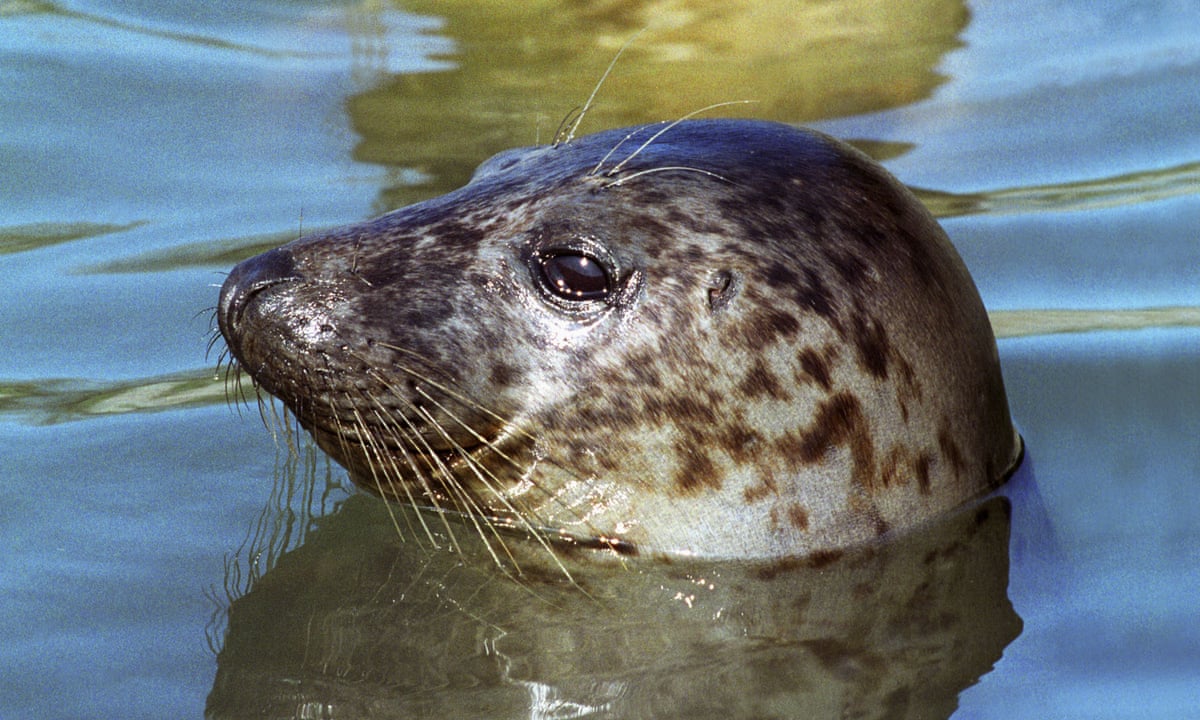 Want to see some seals? Head to Canary Wharf | Philip Hoare | The Guardian