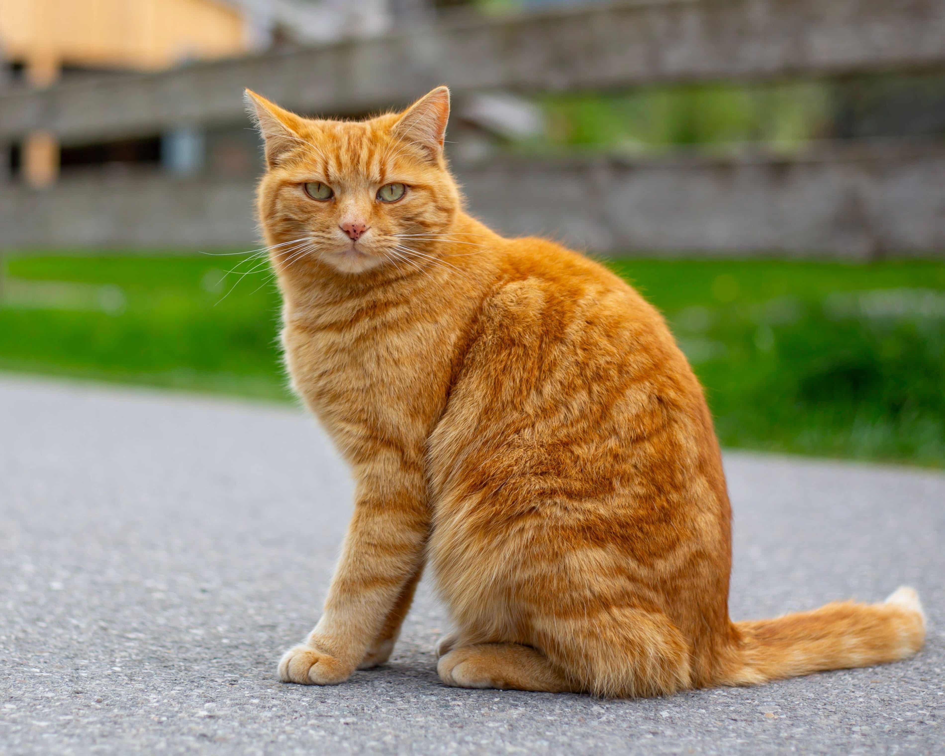 Scientists solve the mystery of ginger cats – helped by hundreds of cat owners (theguardian.com)