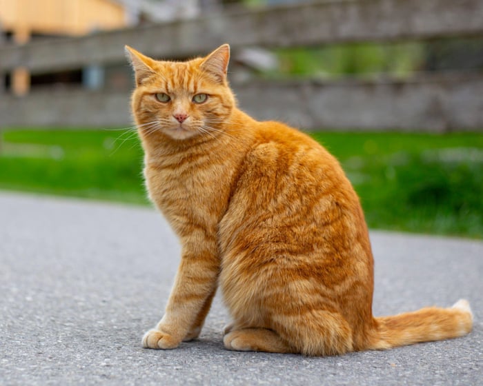 Scientists solve the mystery of ginger cats – helped by hundreds of cat owners | US news | The Guardian