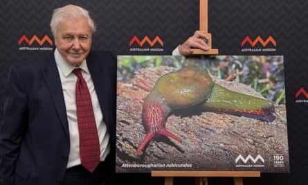 Sir David Attenborough at the Australian Museum with a photo of the Attenborougharion rubicundus - a snail, 35-45mm long, found only in Tasmania, named after the global treasure at a special luncheon on February 8, 2017 in Sydney, Australia.