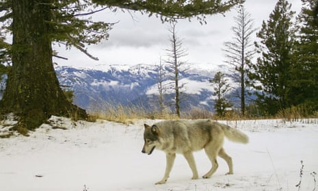 A wolf from the Snake River pack wanders in Wallowa county, Oregon, in 2014. Eight wolves have been found poisoned in Union county since early February.