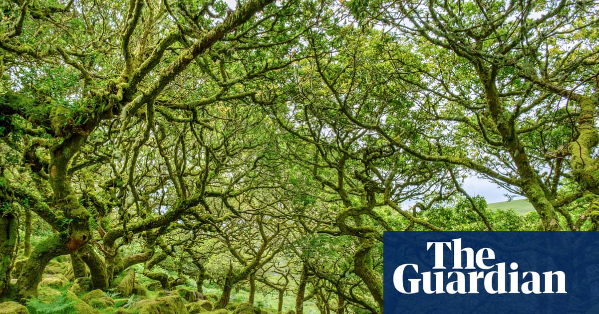 Ancient by Luke Barley review the secret history of Britain's woodlands