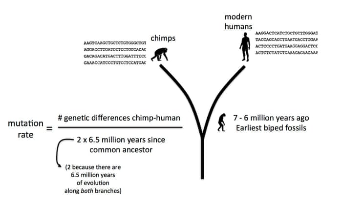 Why We Re Closer Than Ever To A Timeline For Human Evolution Evolution The Guardian