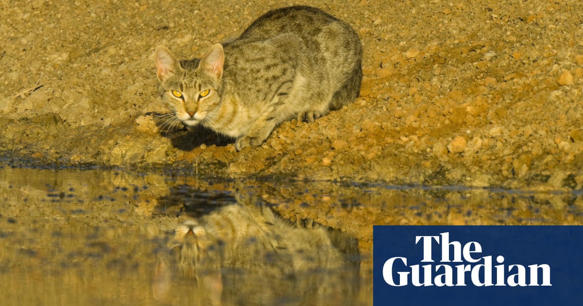 Five Great Reads: Big cats, tiny snacks and the best Australian films of 2021