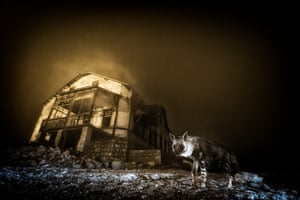 A brown hyena in front of the remains of an old building