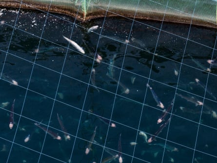 A cage of salmon seen from above, with pink blotches on their heads 