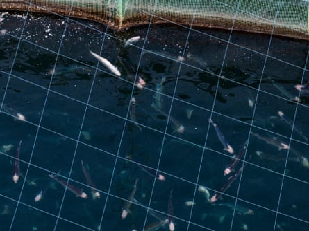A cage of salmon seen from above, with pink blotches on their heads