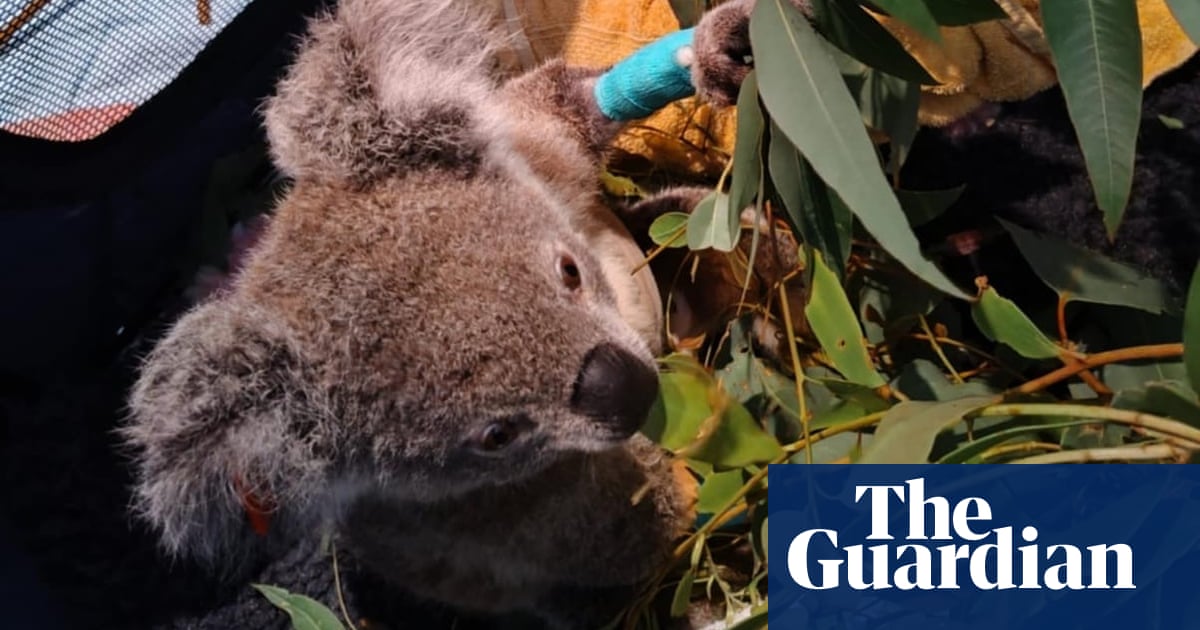 When Cyclone Alfred forced a wildlife hospital to close, this rescue koala found a new place to recuperate | Tropical Cyclone Alfred When Cyclone Alfred forced a wildlife hospital to close, this rescue koala found a new place to recuperate | Tropical Cyclone Alfred