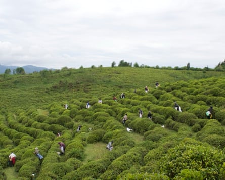 Workers on GreenGold’s tea estate in Guria.