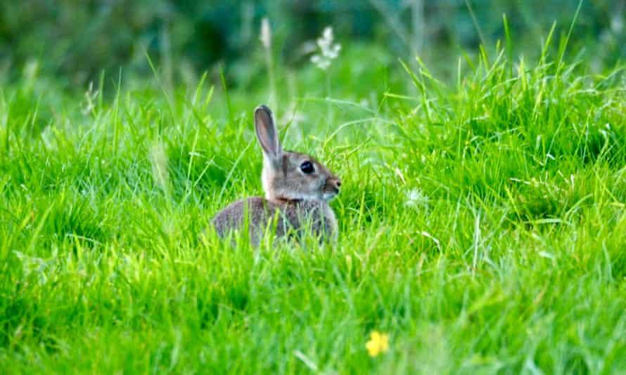 young rabbit considers us as a threat