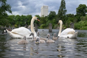 Cisnes e seus filhotes, que estão entre as diferentes espécies de pássaros, são vistos no Hyde Park, em Londres, Reino Unido