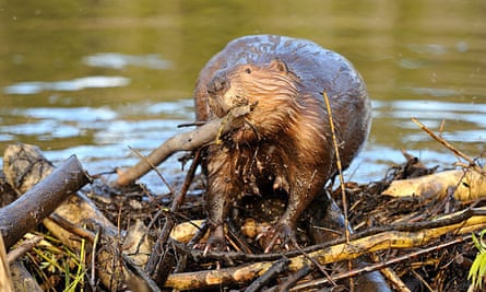 A beaver dragging a wooden stick on his dam.