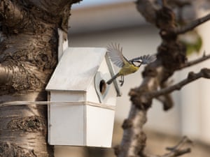 A blue tit takes flight from a bird box in Edinburgh