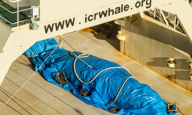 A dead minke whale onboard the Nisshin Maru, part of the Japanese whaling fleet, at sea in Antarctic waters.