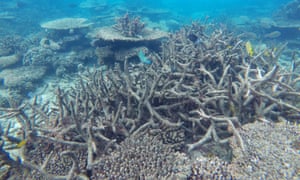 Dead coral on the reef. Most pollution is caused by fertilisers used in sugar cane production.