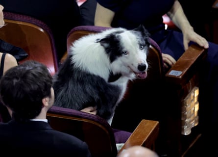 Messi the dog in a seat in the Oscars’ audience